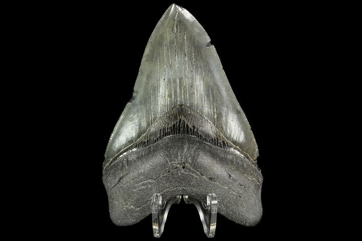 Serrated Fossil Megalodon Tooth - South Carolina #128306